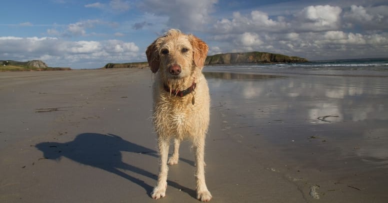 Labradoodle