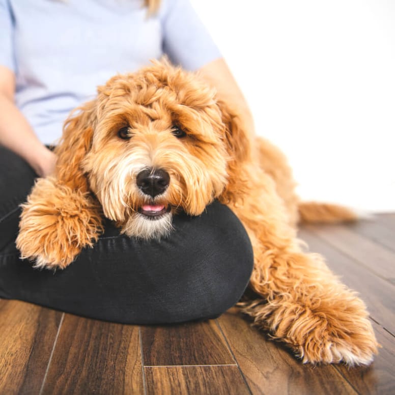 Labradoodle liegt