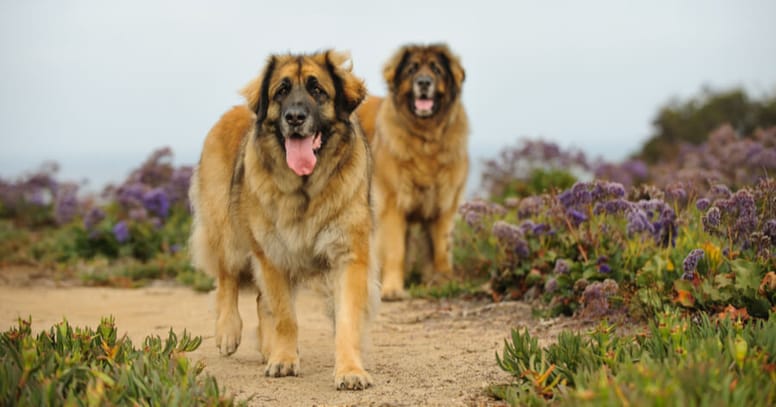 Leonberger