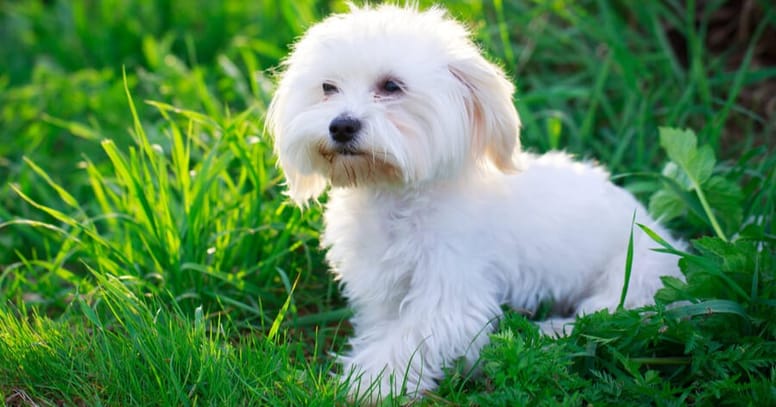 Maltezer