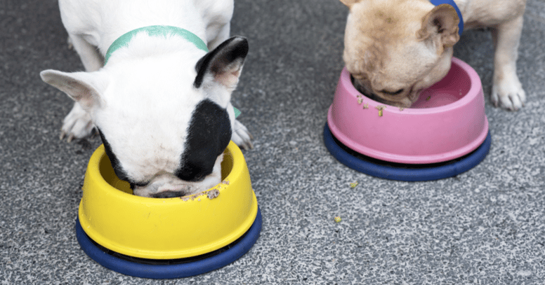 Französische Bulldoggen beim Fressen