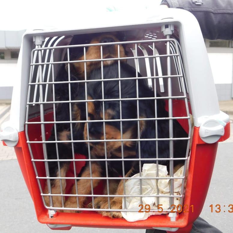 perros de contrabando Hannover alemania