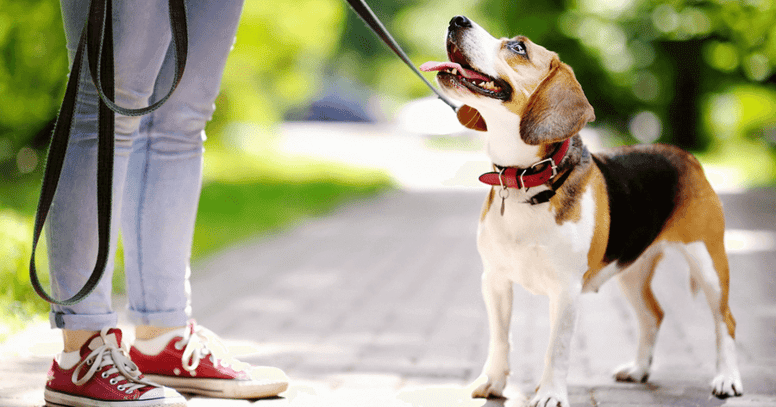 Gassi gehen mit Beagle
