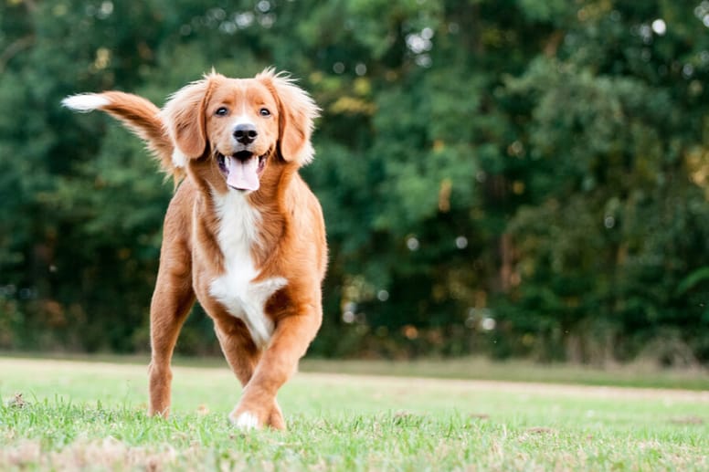 Nova Scotia Duck Tolling Retriever