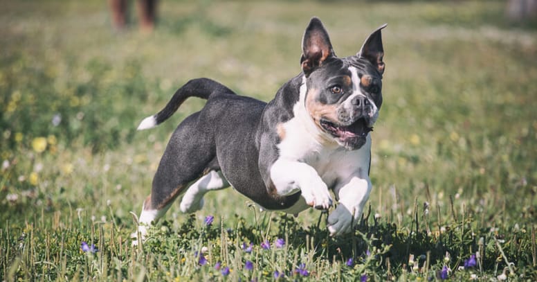 Olde English Bulldogge