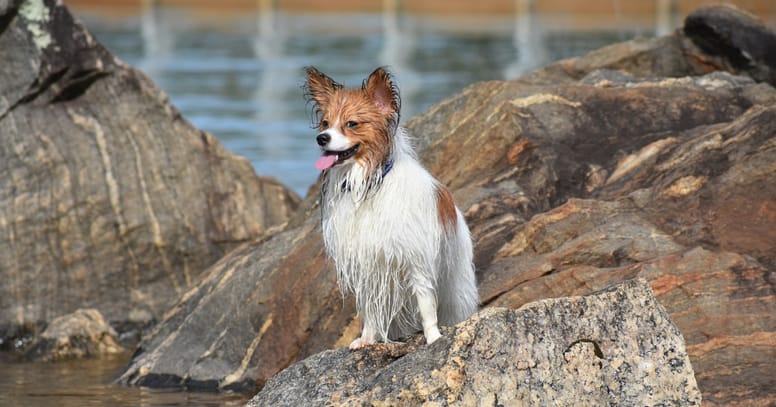 Französische Hunderasse Kontinentaler Zwergspaniel