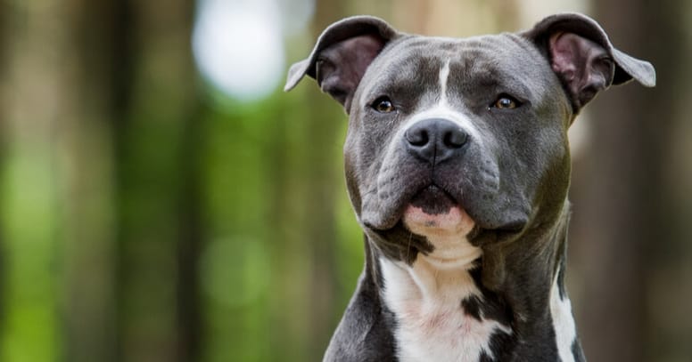 Amerikaanse Pitbull Terriër