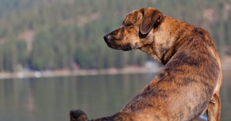 Plott Hound