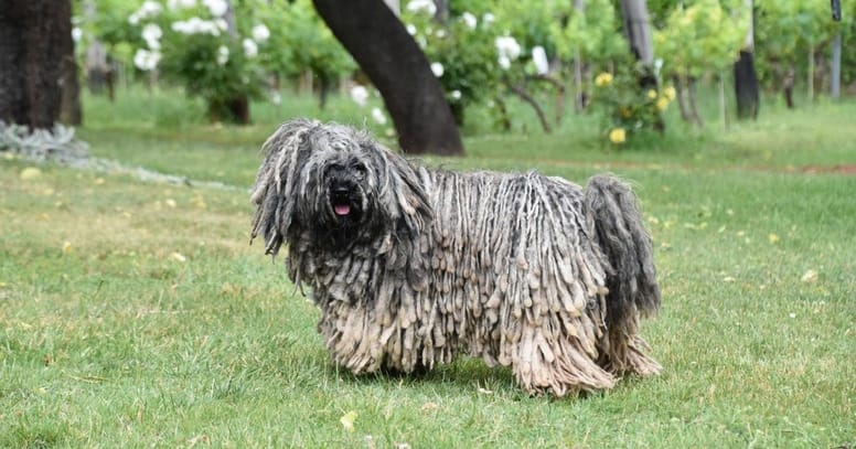 Puli