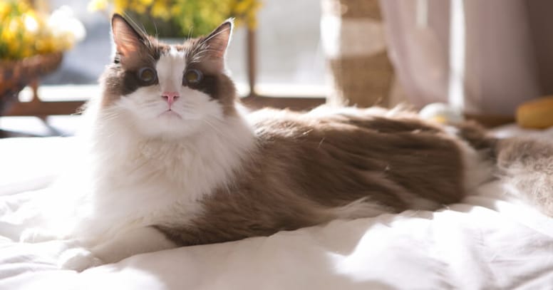 Ragdoll