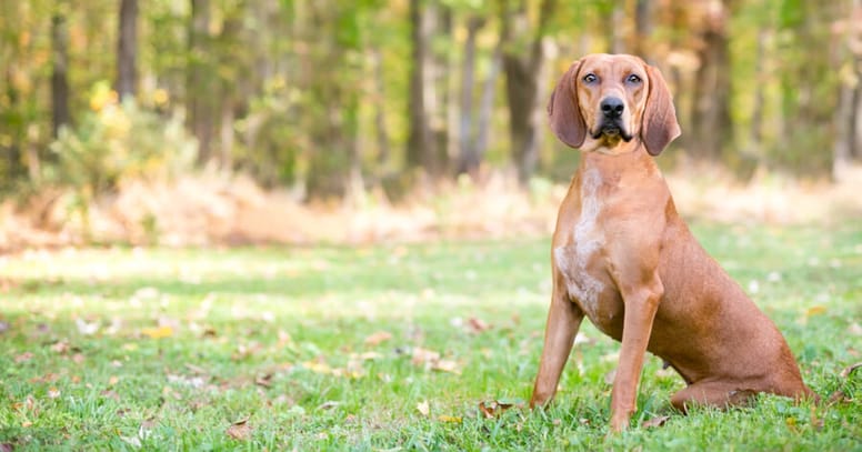 Redbone Coonhound