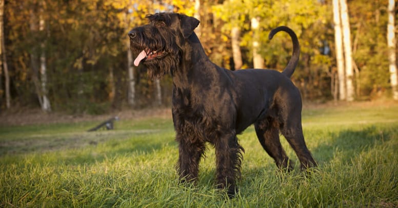 Reuze schnauzer