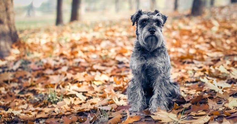 Schnauzer