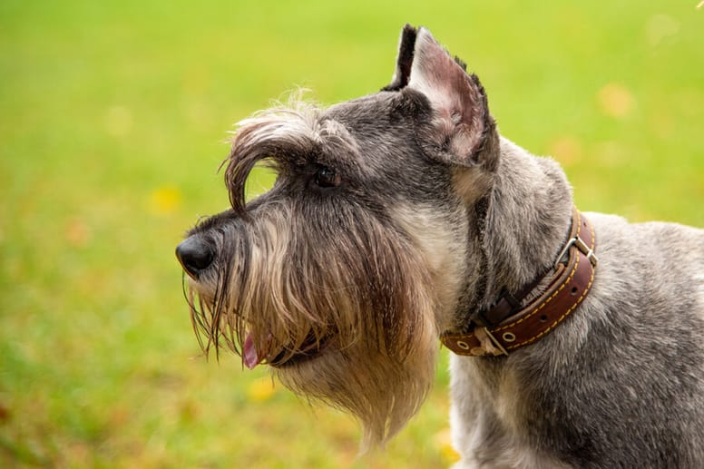 Schnauzer