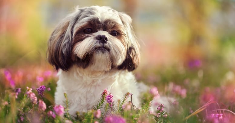 Shih Tzu