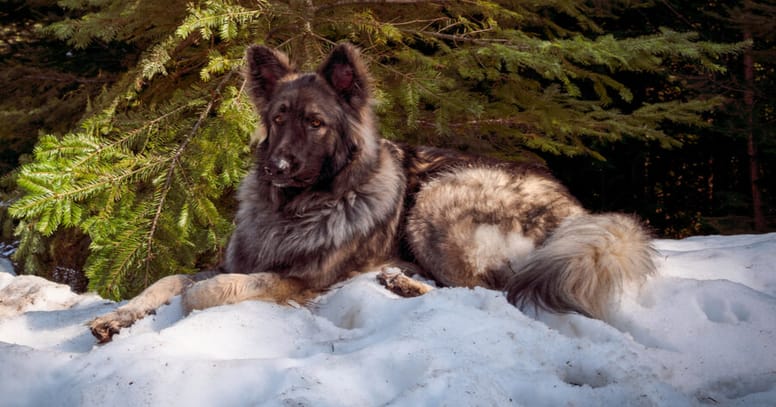 Shiloh Shepherd