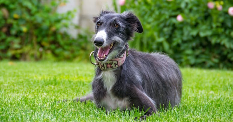 Silken Windhound
