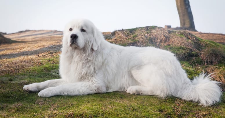Tatrahond