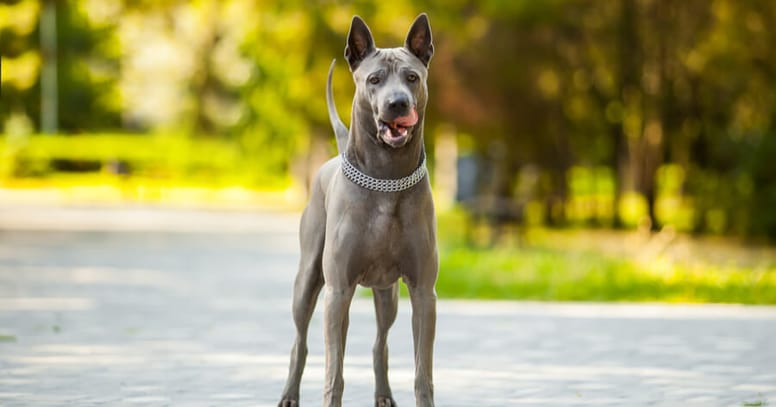 Thai Ridgeback