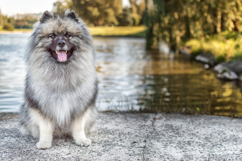 Keeshond