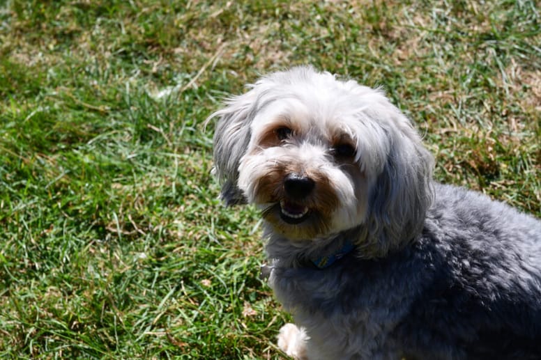 Yorkiepoo