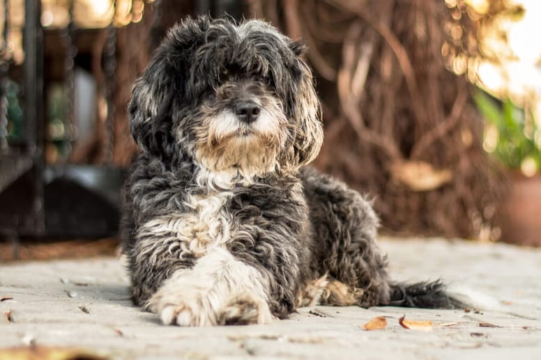 Yorkiepoo