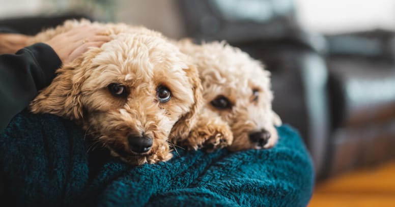 Zwei Cavoodles