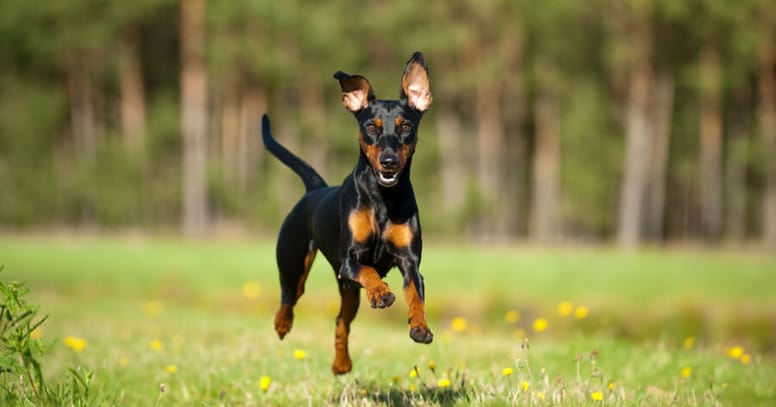 Pinscher-che-corre
