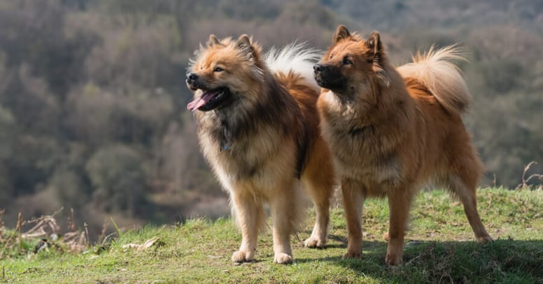 due-Eurasier