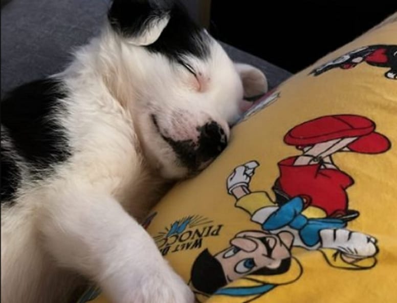 cachorro bebe dormidito