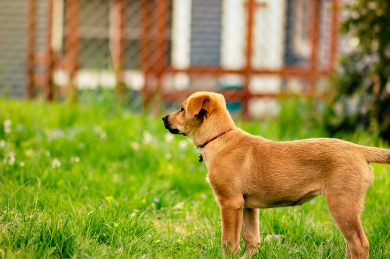 chinook perro cachorro