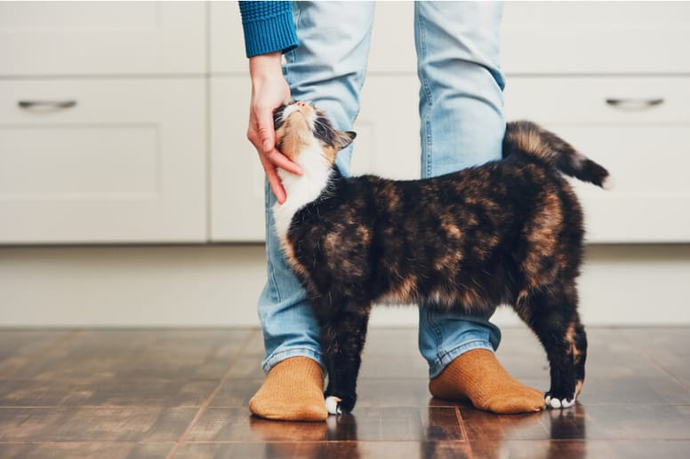 gato con la cola levantada mientras le acarician