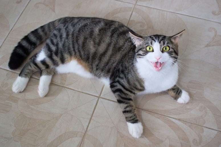 gato maullando