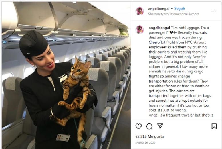 instagram gata bengala junto azafata avioninstagram gata bengala junto azafata avion