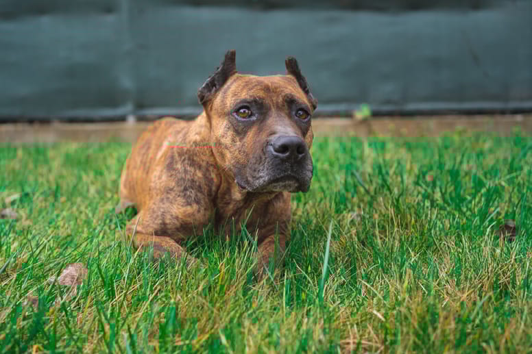 perro alano español tumbado en la hierba
