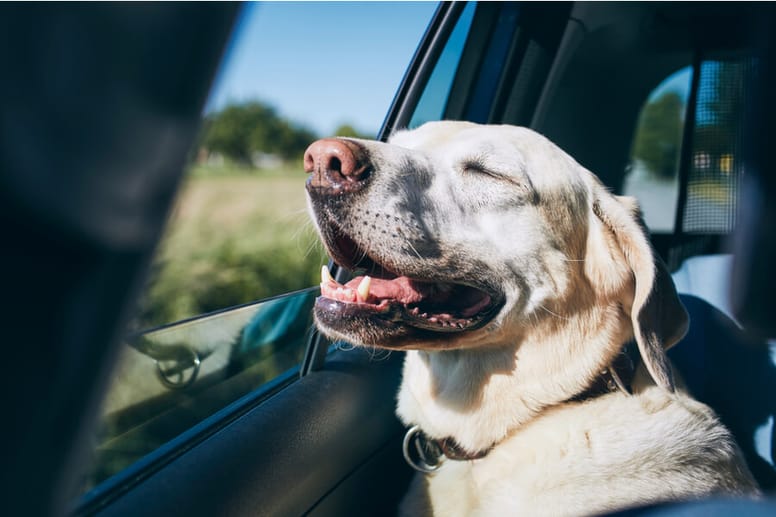 perro asomado ventana coche