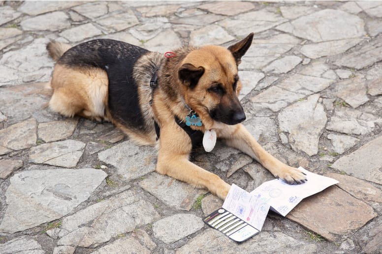 perro con Compostela Canina de santiago