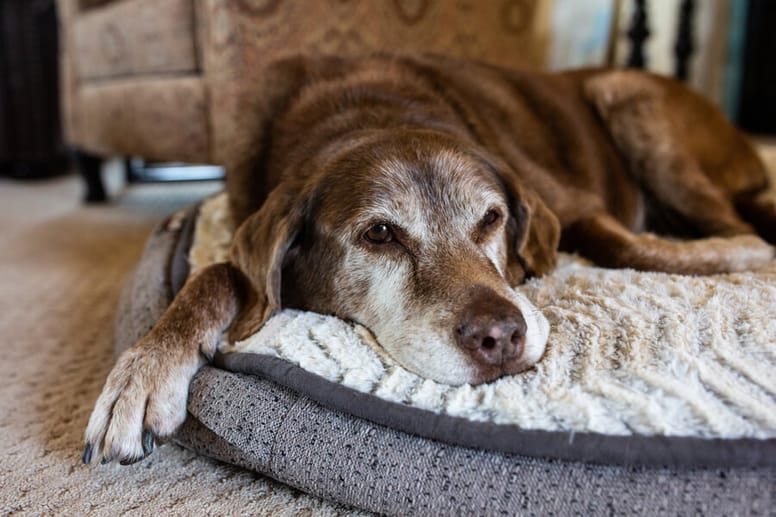 perro con canas tumbado sobre su cama