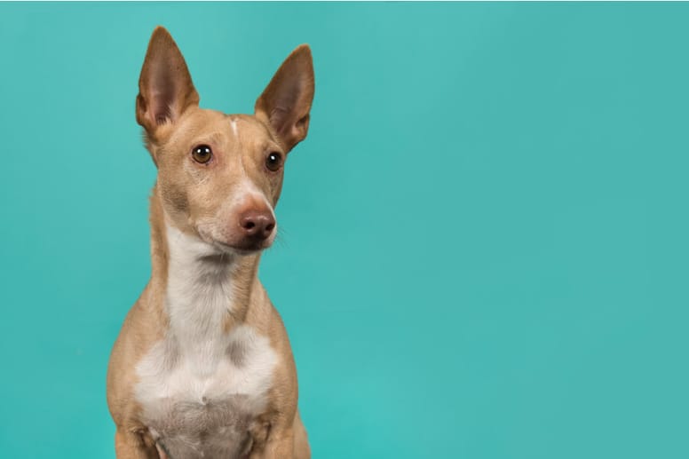 perro maneto fondo azul