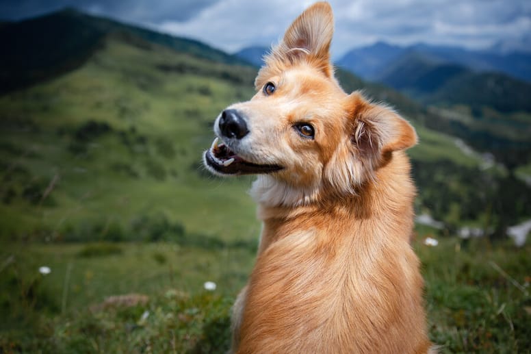 perro mirando hacia atras en la naturaleza