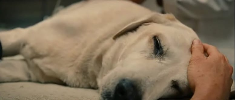 perro a punto de morir pelicula marley y yo