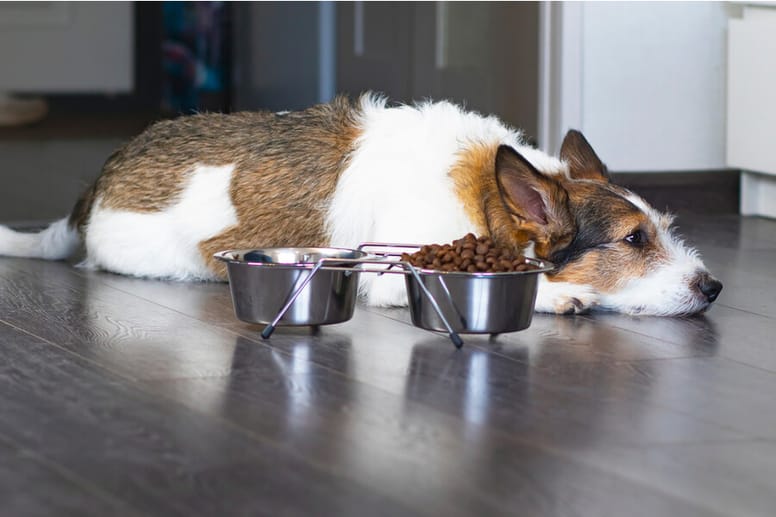 perro tumbado cerca cuencos agua y comida