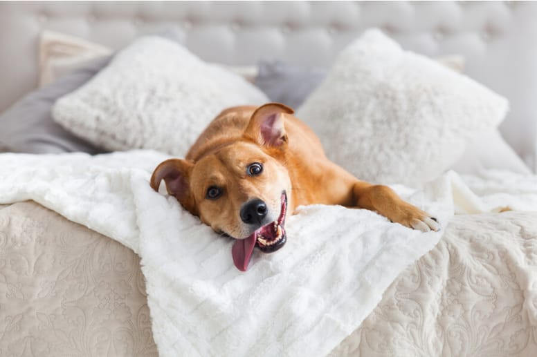 perro tumbado en cama hotel