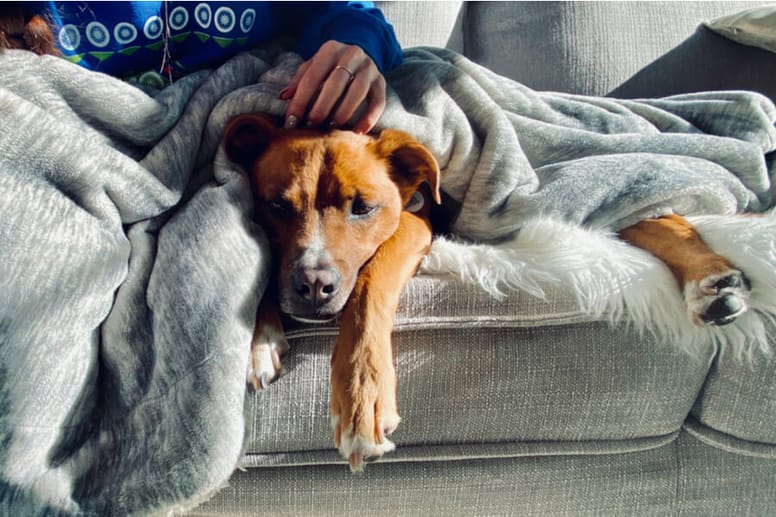 perro a punto de morir tumbado en el sofa bajo una manta