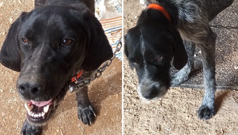 perros de caza atados con cadenas