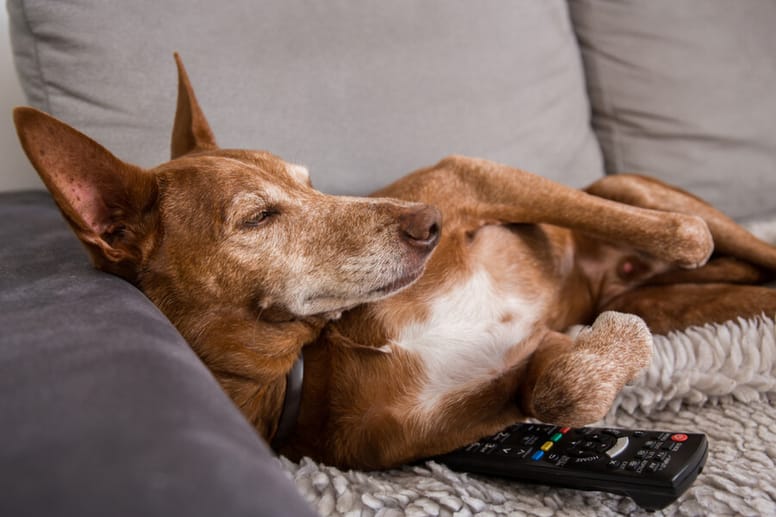 podenco andaluz anciano tumbado sofa
