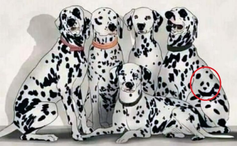 solucion perros dalmatas panda