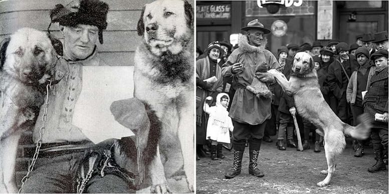 varios chinook perro con Arthur Treadwell Walden