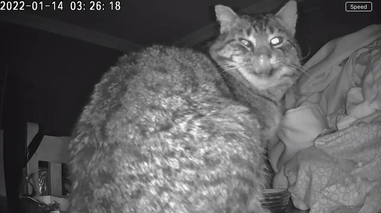 gato ladron camara de seguridad