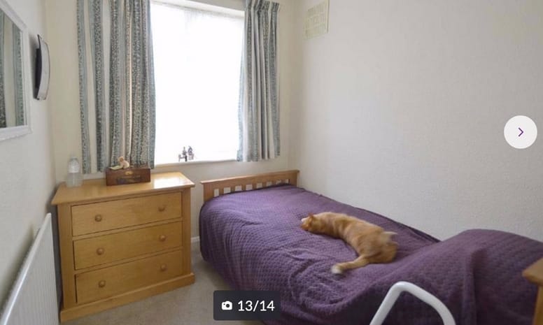 gato tumbado sobre una cama morada